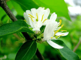 Des images de diff�rentes plantes